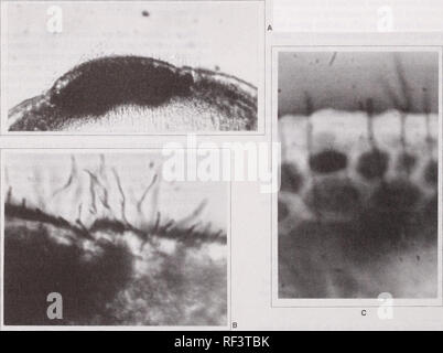 . De récentes recherches sur les maladies du feuillage : conference proceedings : Carlisle, Pennsylvanie, du 29 mai au 2 juin 1989. Maladies et ravageurs des feuilles United States Congrès. Moins bien connus sont les questions suivantes : 1) Quel est le rôle du stade imparfait ? 2) Quand est-ce hysterothecia et les ascospores matures, et quelles sont les conditions qui favorisent la libération des spores, in- fection, et l'expression des symptômes ? 3) Quel est l'environnement ou de conditions microclimatiques qui permettent à l'éclosion d'une épidémie de la maladie ? 4) Quelles sont les conditions climatiques qui permettent en outre de développer les épidémies endémiques de lev Banque D'Images