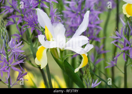 Iris hollandica Camassia et des fleurs au printemps.. Banque D'Images