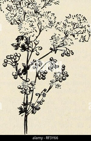 . Catalogue des arbustes vivaces, plantes grimpantes, rosiers, plantes de couverture des arbres à feuilles persistantes de petits fruits et le jardin racines avec illustrations et commentaires : no 1. Catalogues Catalogues d'arbres ; les fleurs ; plantes ; horticulture ; Catalogues Catalogues Catalogues Catalogues vivaces ; fruits ; catalogues d'arbustes ; catalogues commerciaux New Jersey peu d'argent. STOKESIA. Le bleuet Aster. Stokesia cyanea alba. CYANEA. (18 à 24 pouces.)-comme un seul échantillon ou regroupées de la frontière, il fait de lui-même un lieu qui n'est compensée par aucune autre plante. Floraison de juillet jusqu'à la fin en octobre. Ses belles Centaurea-comme flower Banque D'Images