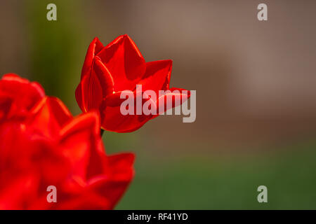 Tulipe rouge, au premier plan plusieurs fleurs hors focus Banque D'Images