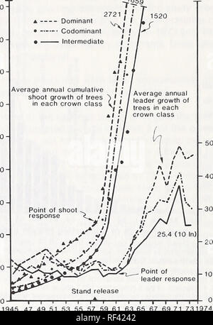 . Réponse du faux-gui du pin ponderosa infestés à l'amincissement. Arceuthobium multiplication ; Maladies et ravageurs du pin ponderosa, le pin à l'éclaircie. 1000^ » 900- Les nombres sont en croissance (cm) 1970 1520 E c o (tj) O c o o o o 'â  +3 à 3 E o 800 700 600 500 400- 300- 200" 100. E c o d o o c) 4) j'  a&gt ; â o pour o . i i j'iâiâr 1945 47 49 51 53 55 57 59 61 63 65 67 69 71 731S Année Figure 3 Croissance annuelle moyenne, la croissance de la tige et leader elonga- tion de 54 petite taille, des pins ponderosa. Les dominants (14), codominants (14), et des intermédiaires (26) sont tracées sep- arately. Le chef annuel Banque D'Images