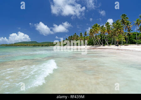 Caribbeab tropical près de la plage de Las Galeras sur la péninsule de Samaná, République dominicaine. Banque D'Images