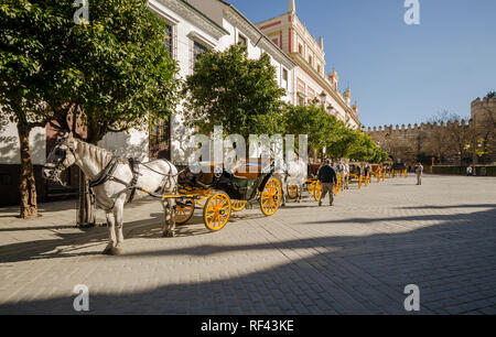 Séville, Horse diligences à Plaza del Triunfo, Sevilla, Séville, Andalousie, Sud de l'Espagne. Banque D'Images