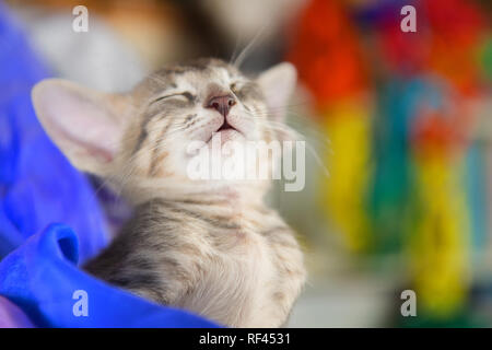Close up Oriental tabby kitten à fermer les yeux Banque D'Images