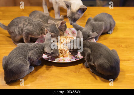 Quatre petits chatons oriental de manger une assiette Banque D'Images