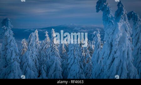 Pays de la neige - pins couverts de poudre blanche, Coucher de soleil sur les montagnes enneigées, les Beskides, Pologne Banque D'Images