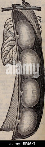 . Catalogue descriptif du bois : graines de haute qualité et un guide pour la ferme et le jardin, 1902. Pépinière Virginia Richmond catalogues ; catalogues ; Graines de légumes graines de fleurs Graines d'herbes ; Catalogues Catalogues ; Matériel et fournitures de jardinage Catalogues. Du bois de fève de Lima Bush prolifique. Les haricots de lima-Tall et Nain. rI les haricots de Lima n'est pas seulement rentable de cultiver pour vente comme carapace verte haricots, mais sont aussi une récolte satisfaisante de croître à vendre comme les haricots secs sur notre marché au cours de l'hiver. Les haricots secs sont toujours en demande, et apporte généralement de très bons prix. Ils sont une récolte qui peuvent être cultivés à Banque D'Images