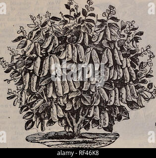 . Catalogue descriptif du bois : graines de haute qualité et un guide pour la ferme et le jardin, 1902. Pépinière Virginia Richmond catalogues ; catalogues ; Graines de légumes graines de fleurs Graines d'herbes ; Catalogues Catalogues ; Matériel et fournitures de jardinage Catalogues. 12 T. W. WOOD &AMP ; FILS, Richmond, Ya.. Du bois de fève de Lima Bush prolifique. Les haricots de lima-Tall et Nain. rI les haricots de Lima n'est pas seulement rentable de cultiver pour vente comme carapace verte haricots, mais sont aussi une récolte satisfaisante de croître à vendre comme les haricots secs sur notre marché au cours de l'hiver. Les haricots secs sont toujours en demande, et apporte généralement très bon prix Banque D'Images