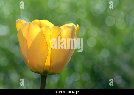 Une tulipe d'être éclairé par l'augmentation du soleil du matin en Virginie. Banque D'Images