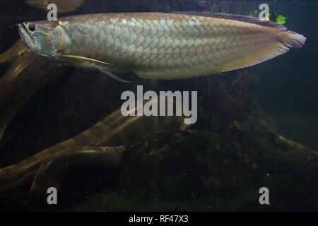 Arowana (Osteoglossum bicirrhosum Silver) et vert anaconda (Eunectes murinus). Banque D'Images