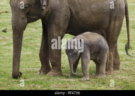 Un mois de l'éléphant indien (Elephas maximus indicus) nommé Maxmilian avec sa mère Janita à Zoo de Prague, République tchèque. Le bébé éléphant est né le 5 avril 2016, à l'éléphant femelle Janita comme le premier bébé éléphant né non seulement mais aussi conçus au Zoo de Prague. Banque D'Images