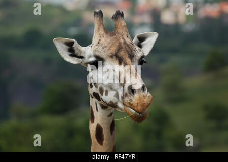 Rothschild Girafe (Giraffa camelopardalis rothschildi). Banque D'Images