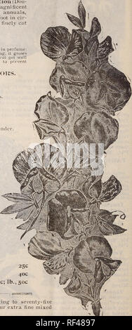 . Catalogue Annuel 1902 : graines de gros et de détail. Pépinière Springfield Missouri catalogues ; Graines de legumes ; Catalogues Catalogues de graines de fleurs Graines d'herbes ; catalogues ; Matériel et fournitures de jardinage Catalogues. Coquelicots. Depuis des années un grand jardin favori, rien de plus gracieux, les fleurs magnifiques plein de plénitude, rayonnant de couleur ; de taille moyenne, ressemblant à de grandes pivoines et boules de neige. Facile de culture. Semer tôt au printemps. Manj' lumineux et exquis- ite couleurs ; fern feuillage-comme. ShirleyâBeautiful Xew-papier-tissu comme wonderfulh ; apparence iti' clair et lumineux, la plupart doubles et s Banque D'Images
