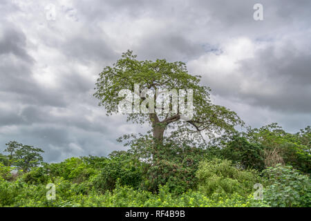 Voyage à travers les terres de l'Angola 2018 : voir avec le paysage tropical typique, de baobabs et d'autres types de végétation, ciel nuageux comme arrière-plan Banque D'Images