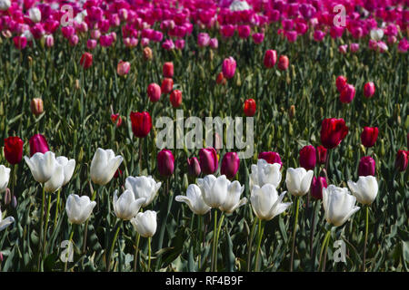 Belles fleurs de tulipes sur fleur de fermes vu de l'autoroute sur auto drive en Tasmanie Banque D'Images