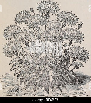 . Les ampoules pour plantation en automne 1902. Pépinière en Californie à San Francisco ; Catalogues Catalogues ; bulbes graines de fleurs (plantes) ; Catalogues Catalogues jacinthes ; Narcissus (plantes) ; Catalogues Catalogues Catalogues ; Crocus Tulipes Lys ; catalogues ; Graines de legumes ; Catalogues Catalogue des arbres fruitiers. Catalogue de bulbes, d'ARBRES ET PLANTES TULIPES MARIPOSA-suite. Venutus-Robusta entièrement trois pouces à travers les fleurs, lilas violacé à l'extérieur, crémeux blanc et violet à l'intérieur. Par doz., 40c ; p. 100, 2,50 $. Venustus roseus-fleurs deux pouces à travers l'ombrage, d'exquise, et de lilas blanc crème, blotched avec rose. Par douzaine Banque D'Images