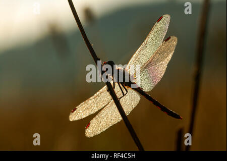 Un homme politique vert libellule Sympetrum striolatum, à l'aube, le lever du soleil avec la rosée sur ses ailes reposant sur une tige d'herbe où il a passé la nuit. Nort Banque D'Images