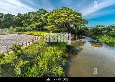 Kanazawa, Ishikawa, JAPON - 22 août 2018 : Pin Karasaki (Karasakinomatsu) Pine dans le jardin Kenrokuen Banque D'Images