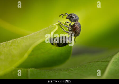 La recherche d'une fourmi en velours, en réalité une guêpe aptère, Mutilla sp., est considéré comme un porte-bonheur au Malawi où ils sont utilisés en médecine traditionnelle Banque D'Images