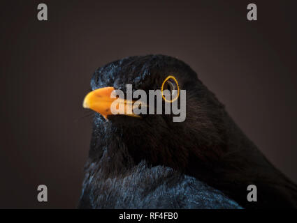 Close-up portrait of male blackbird en hiver à Stockholm Banque D'Images