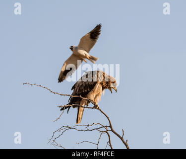 Un jeune aigle d'être harcelées par un black-shouldered Kite dans la savane namibienne Banque D'Images