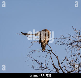 Un jeune aigle d'être harcelées par un black-shouldered Kite dans la savane namibienne Banque D'Images