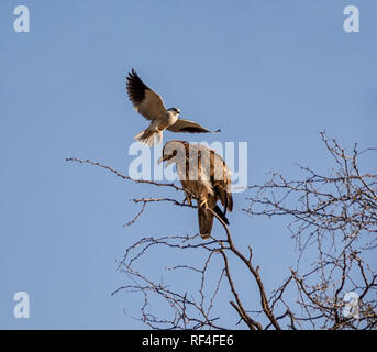 Un jeune aigle d'être harcelées par un black-shouldered Kite dans la savane namibienne Banque D'Images