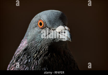 Portrait de pigeon de ville pigeon à Stockholm Banque D'Images