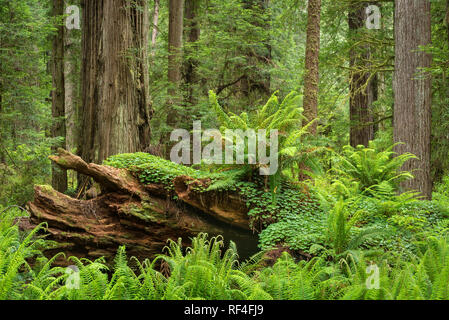 Fougères et redwood ; Cal Baril Road, Prairie Creek Redwoods State Park, Californie. Banque D'Images