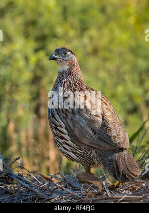 Erckel Francolin du sentier ; Kipuka Pualu, Hawaii Volcanoes National Park, Grande Île d'Hawaï. Banque D'Images