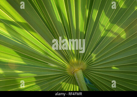 Fan Palm ; Grand Residences Riviera Cancun, Puerto Morelos, Riviera Maya, Mexique. Banque D'Images