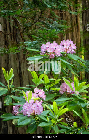 Rhododendron fleurissent dans les tombes de Henry Solon Grove séquoias sur Damnation Creek Trail à Del Norte Redwoods State Park, Calfornia. Banque D'Images