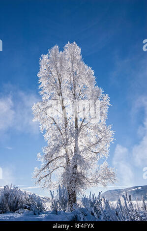 Arbre généalogique de peuplier recouvert de glace, Lamar Valley, le Parc National de Yellowstone, Wyoming, USA. Banque D'Images