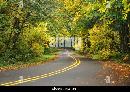 Route de la rivière Siuslaw en automne, les montagnes de la chaîne Côtière, Lane County, Oregon. Banque D'Images