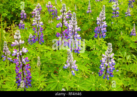 Lupin mauve fleurs fleurs des plantes indigènes qui fleurit à Bartlett Cove à Glacier Bay National Park, Alaska Banque D'Images