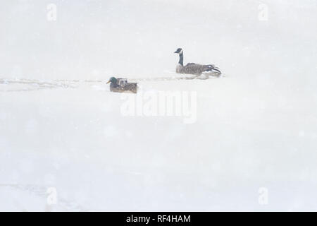 Un mâle et femelle colvert ainsi qu'une bernache du Canada nager dans une très petite poche d'eau d'un lac gelé lors d'une chute de neige Banque D'Images