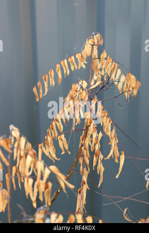 Close up of dead Plante Curry Murraya Koenigii - tree Banque D'Images