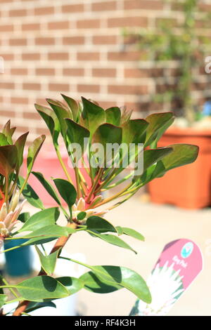 King Protea protea ou connu sous le nom de jeunes isolés de plantes photo: Banque D'Images