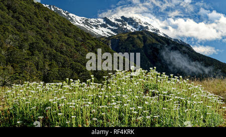 Un patch de marguerites blanches avec un fond de montagnes enneigées, St James Walkway, Lewis Pass, en Nouvelle-Zélande. Banque D'Images