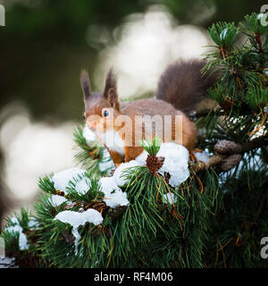 Portrait des espèces menacées de l'écureuil roux assis dans la neige couverts pin en bois avec son manteau d'hiver et des touffes. Banque D'Images