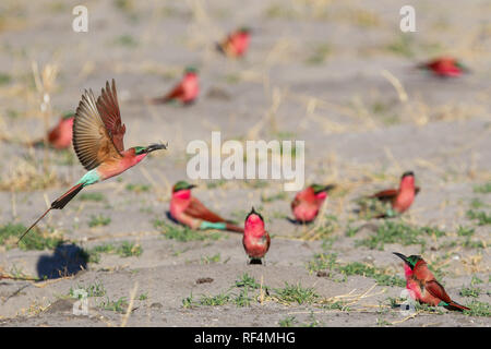 Le sud de carmine bee-eaters, Merops nubicoides, nichent généralement dans des trous dans une rivière en coupe, mais parfois elles nichent dans le sol, Botwsana. Banque D'Images