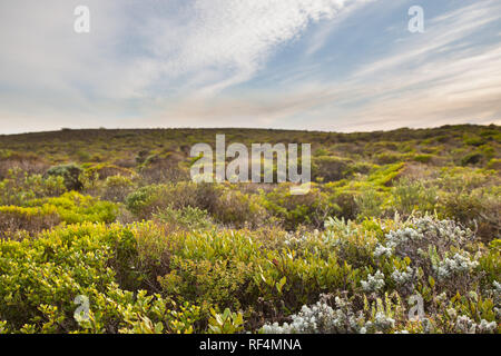 Réserve Naturelle de Hoop protège un tronçon important de la végétation fynbos dans la riche région florale du Cap. Banque D'Images