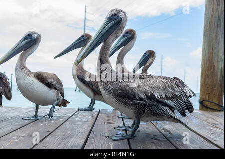 Un groupe de jeunes, le Pélican brun Pelecanus occidentalis, attendre sur un quai à Islamorada dans les Keys de la Floride dans l'espoir d'attraper un petit poisson Banque D'Images