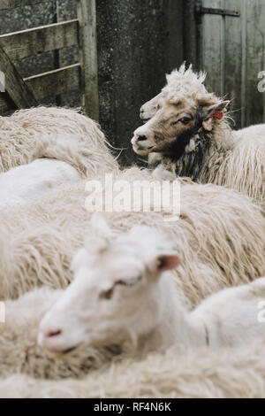 Au moment de la tonte des moutons dans le petit village de mais confortables et disposent d'Esturoy sur les îles Féroé. Banque D'Images