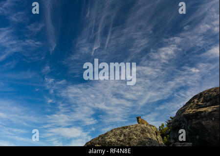 Hyrax Procavia capensis, rock, également connu sous le nom, s'épanouir dans la dassies parc urbain de Table Mountain National Park, province de Western Cape, Afrique du Sud. Banque D'Images