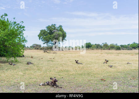 Espèces rares et menacées de lycaons, Lycaon pictus, sont fréquemment observés à certains des consessions dans le Delta de l'Okavango, au Botswana. Banque D'Images