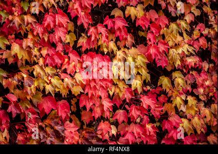 Mur recouvert de vigne vierge, Victoria, rampantes lierre à cinq feuilles (Parthenocissus quinquefolia) Banque D'Images