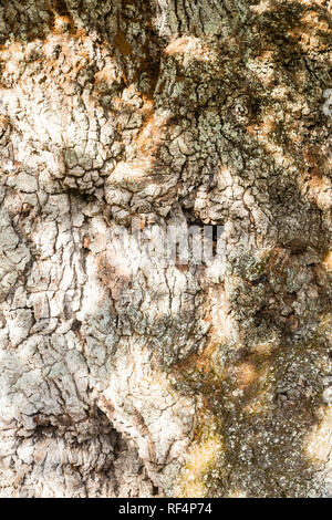 Arrière-plan de l'arbre de chêne à Guillotin, près de la forêt de Brocéliande, forêt de Paimpont, Bretagne, France Banque D'Images