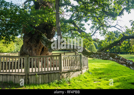 Guillotin oak 9m60 de circonférence, forêt brocéliande, Paimpont, Bretagne, France Banque D'Images