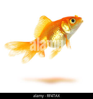 Beau poisson rouge isolated on white Banque D'Images